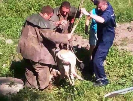 В Новограді-Волинському рятувальники врятували козу, яка впала в колектор