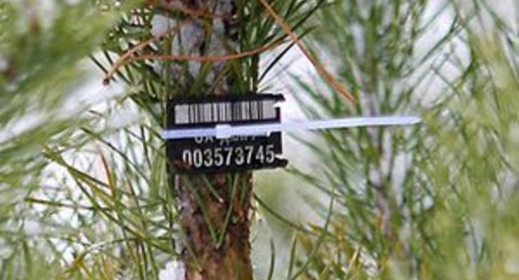 Незаконне вирубування хвойних дерев заборонено