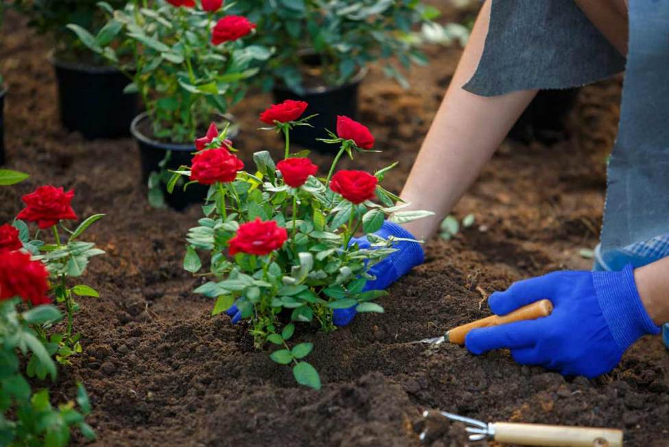 В пам’ять про Загиблих захисників України висадять 100 кущів троянд
