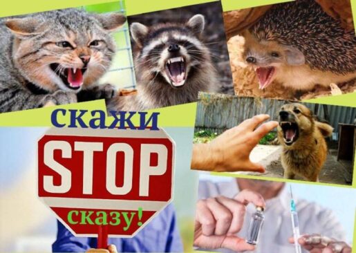У Звягелі провели щеплення домашніх тварин проти сказу: важлива інформація для жителів громади