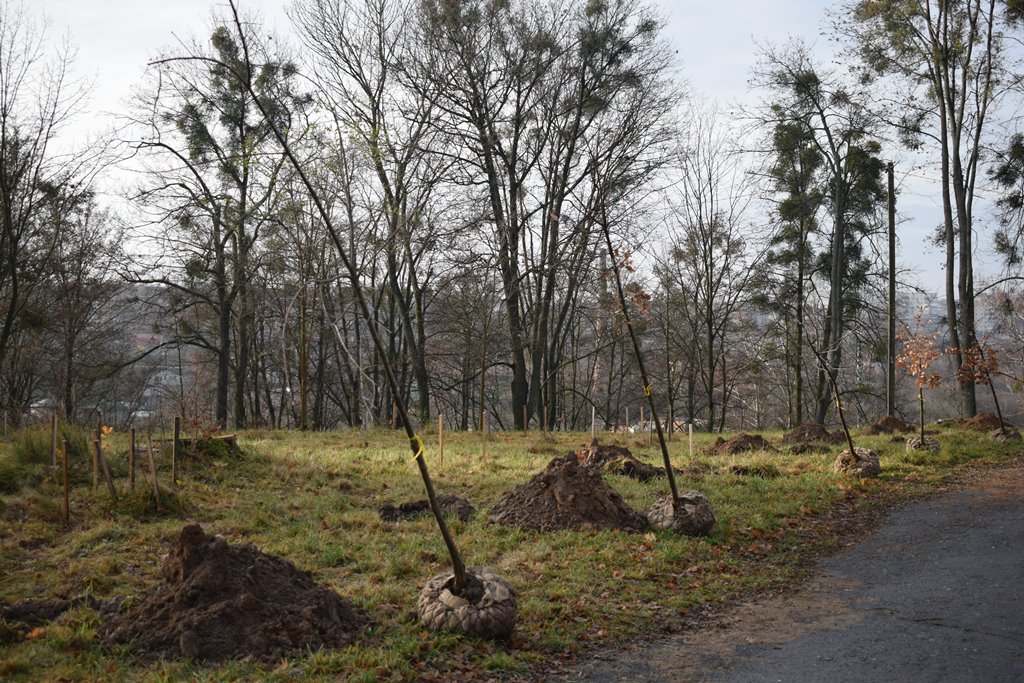“Алея роздумів”: звягелянин втілив мрію п’ятирічної давнини