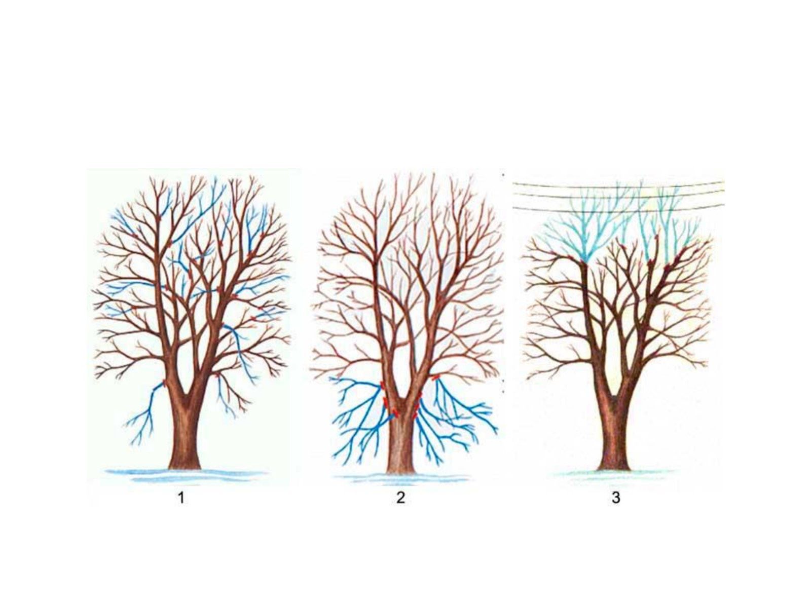 Про недопущення шкідливого обрізання дерев у громаді