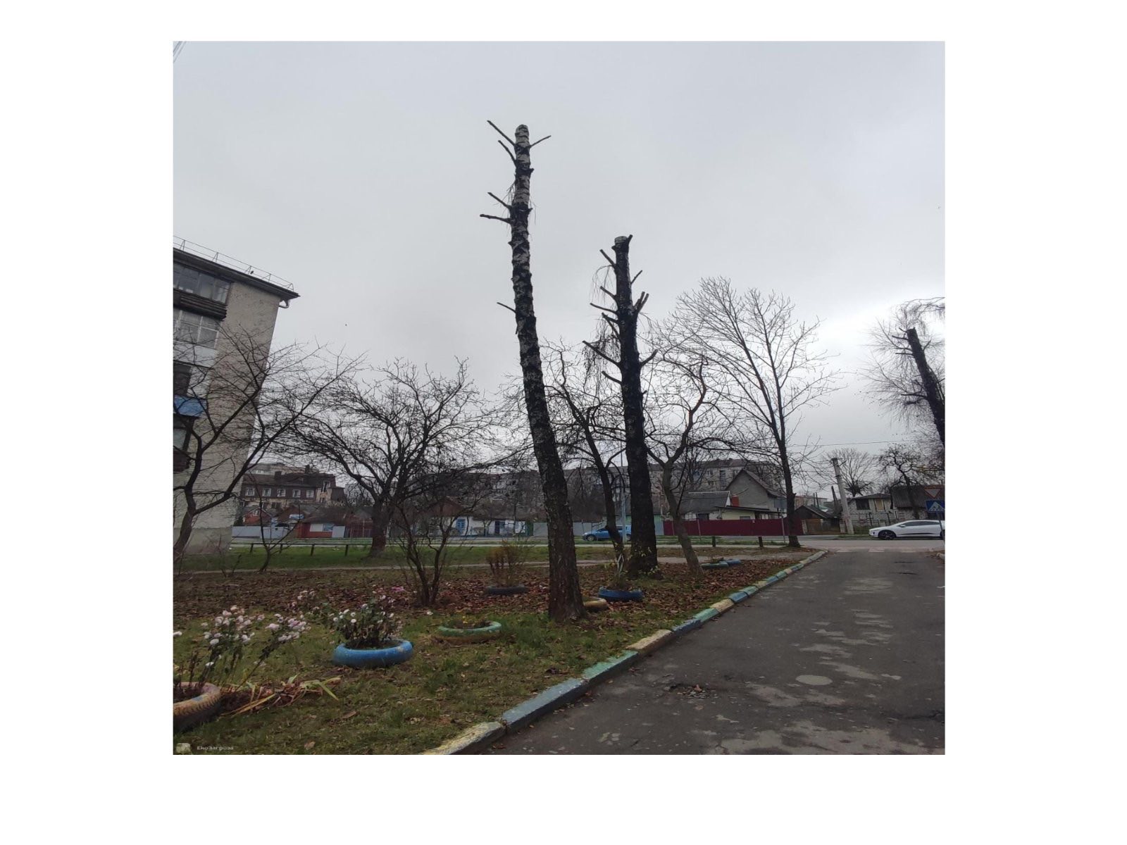 Про недопущення шкідливого обрізання дерев у громаді