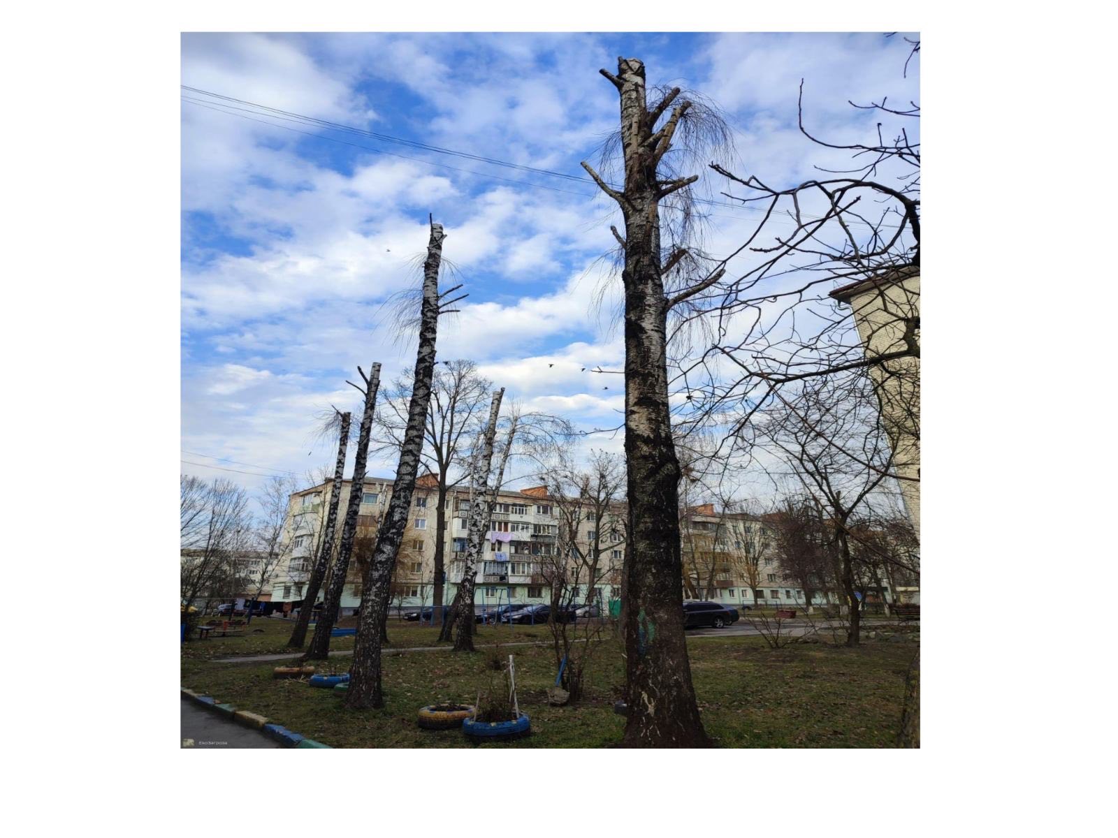 Про недопущення шкідливого обрізання дерев у громаді