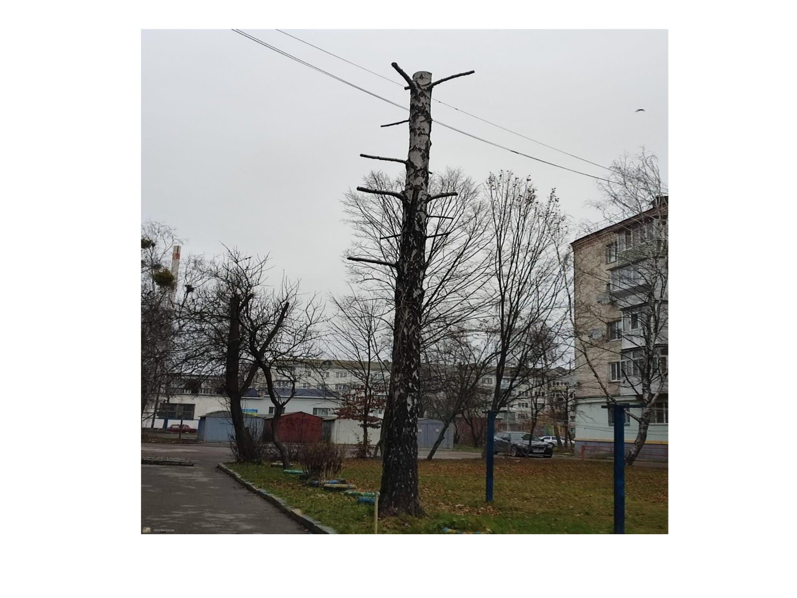 Про недопущення шкідливого обрізання дерев у громаді