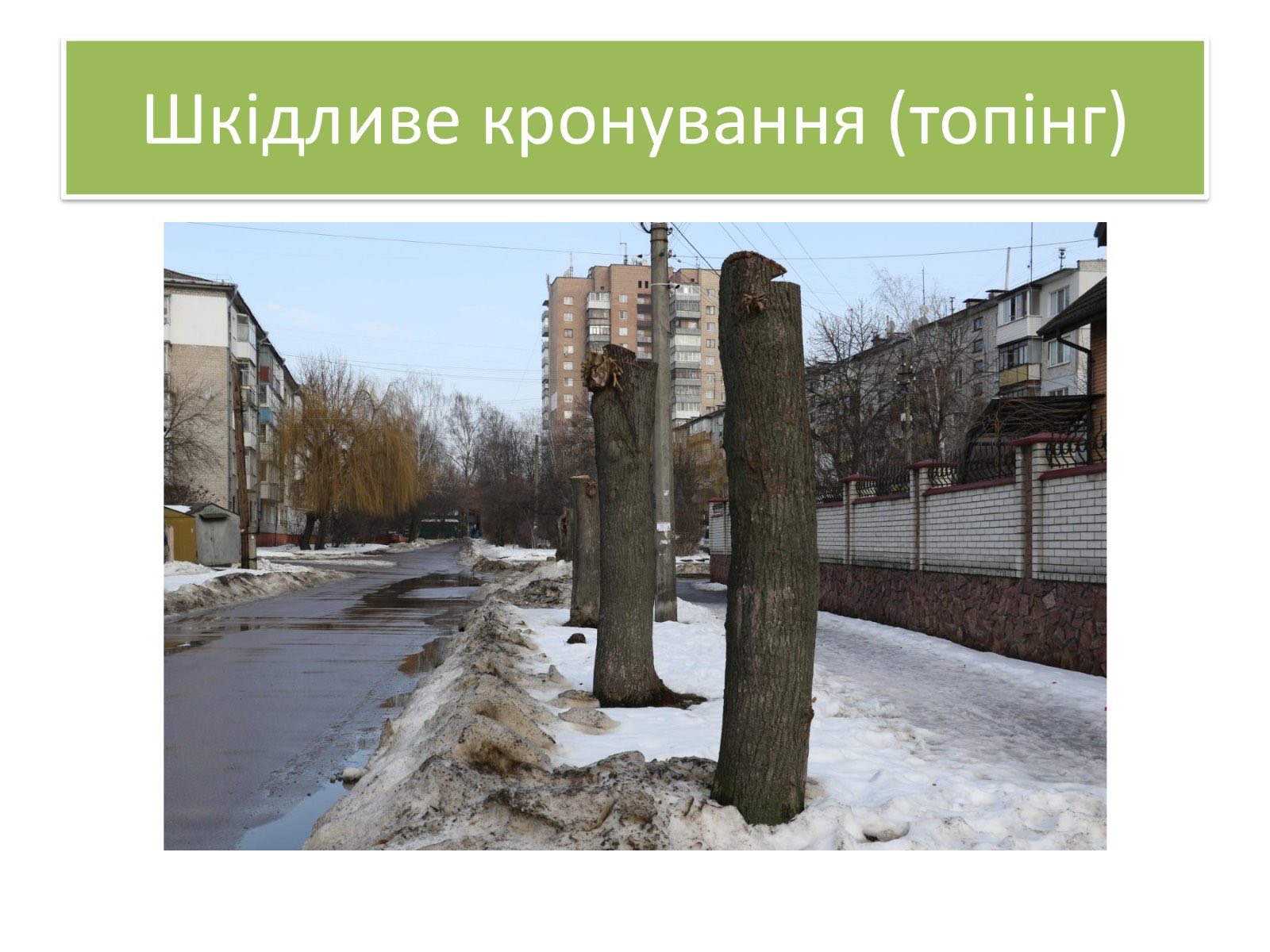 Про недопущення шкідливого обрізання дерев у громаді