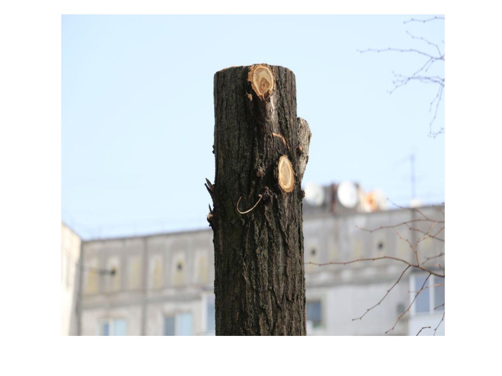 Про недопущення шкідливого обрізання дерев у громаді