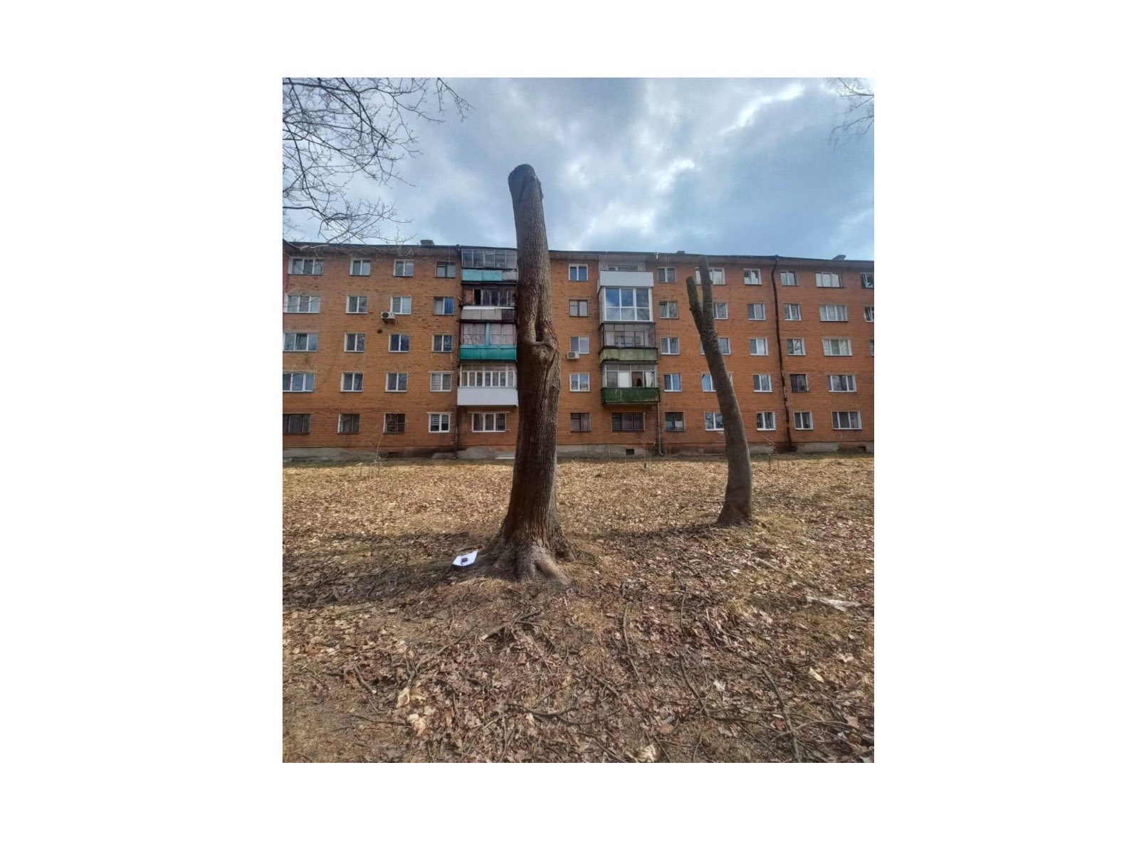 Про недопущення шкідливого обрізання дерев у громаді