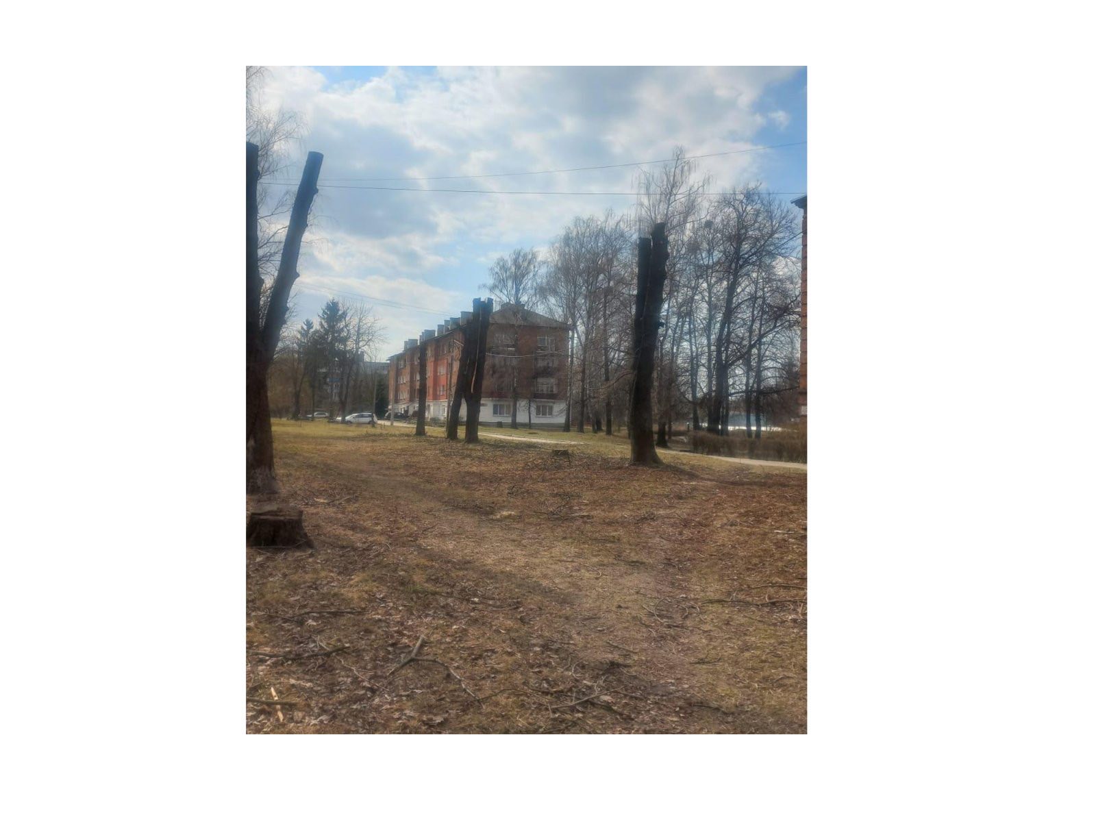 Про недопущення шкідливого обрізання дерев у громаді