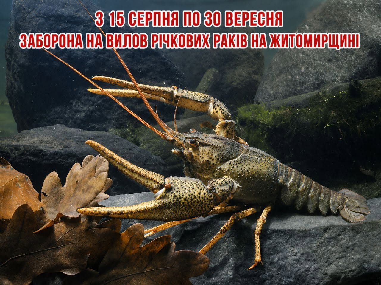 На Житомирщині з 15 серпня діятиме заборона на вилов річкових раків